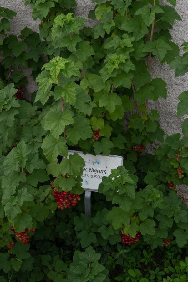 Vila Fiori&Vigne Di Cecilia Marcon Farra di Soligo Exteriér fotografie